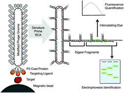 Graphical abstract: Isothermal rolling circle amplification of virus genomes for rapid antigen detection and typing