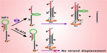 Graphical abstract: Responsive hairpin DNA aptamer switch to program the strand displacement reaction for the enhanced electrochemical assay of ATP