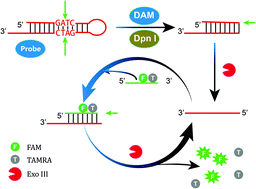 Graphical abstract: A highly sensitive fluorescence assay for methyltransferase activity by exonuclease-aided signal amplification