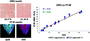 Graphical abstract: FT-IR imaging for quantitative determination of liver fat content in non-alcoholic fatty liver