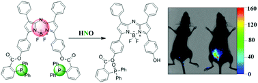 Graphical abstract: A near-infrared fluorescent probe for the selective detection of HNO in living cells and in vivo