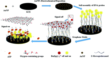 Graphical abstract: An efficient signal-on aptamer-based biosensor for adenosine triphosphate detection using graphene oxide both as an electrochemical and electrochemiluminescence signal indicator