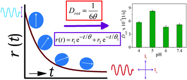 Graphical abstract: Contribution of rotational diffusivity towards the transport of antigens in heterogeneous immunosensors