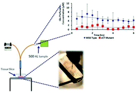 Graphical abstract: Sample collection and amino acids analysis of extracellular fluid of mouse brain slices with low flow push–pull perfusion