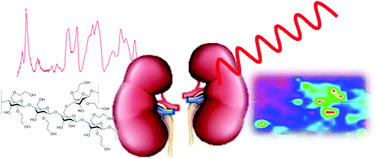 Graphical abstract: Contribution of Raman spectroscopy in nephrology: a candidate technique to detect hydroxyethyl starch of third generation in osmotic renal lesions