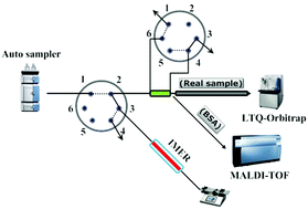 Graphical abstract: Integrated platform with a combination of online digestion and 18O labeling for proteome quantification via an immobilized trypsin microreactor