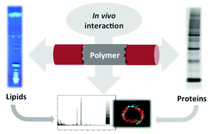 Graphical abstract: Mass spectrometric imaging of in vivo protein and lipid adsorption on biodegradable vascular replacement systems
