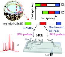 Graphical abstract: A comparative study of three different nucleic acid amplification techniques combined with microchip electrophoresis for HPV16 E6/E7 mRNA detection