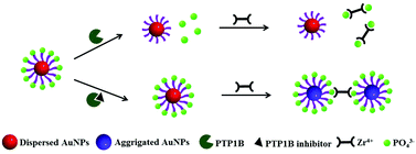 Graphical abstract: A simple and visible colorimetric method through Zr4+–phosphate coordination for the assay of protein tyrosine phosphatase 1B and screening of its inhibitors