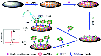 Graphical abstract: Dual-signal amplified electrochemiluminescence immunoassay for salbutamol based on quantum dots and gold nanoparticle-labeled horseradish peroxidase