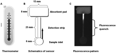 Graphical abstract: Rapid detection of Cu2+ by a paper-based microfluidic device coated with bovine serum albumin (BSA)–Au nanoclusters