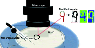Graphical abstract: Investigation of falsified documents via direct analyte-probed nanoextraction coupled to nanospray mass spectrometry, fluorescence microscopy, and Raman spectroscopy