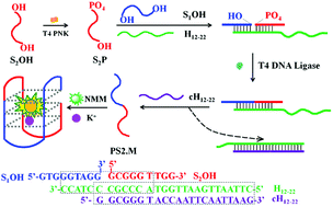 Graphical abstract: Label-free fluorescence light-up detection of T4 polynucleotide kinase activity using the split-to-intact G-quadruplex strategy by ligation-triggered and toehold-mediated strand displacement release