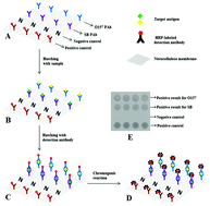 Graphical abstract: Simultaneous quantification of Escherichia coli O157:H7 and Shigella boydii using a visual-antibody-macroarray