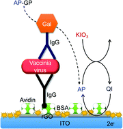 Graphical abstract: Sensitive electrochemical detection of vaccinia virus in a solution containing a high concentration of l-ascorbic acid