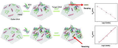 Graphical abstract: An electrochemical DNA sensor based on polyaniline/graphene: high sensitivity to DNA sequences in a wide range