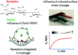 Graphical abstract: Synthetic sialylglycopolymer receptor for virus detection using cantilever-based sensors