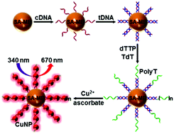 Graphical abstract: Formation of copper nanoparticles on poly(thymine) through surface-initiated enzymatic polymerization and its application for DNA detection