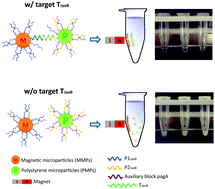 Graphical abstract: Visual detection of nucleic acids based on Mie scattering and the magnetophoretic effect