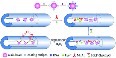 Graphical abstract: Flow injection chemiluminescence immunoassay based on resin beads, enzymatic amplification and a novel monoclonal antibody for determination of Hg2+