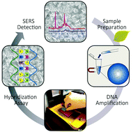 Graphical abstract: Label-free detection of Phytophthora ramorum using surface-enhanced Raman spectroscopy