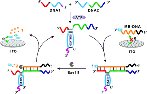 Graphical abstract: A versatile and highly sensitive homogeneous electrochemical strategy based on the split aptamer binding-induced DNA three-way junction and exonuclease III-assisted target recycling