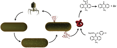 Graphical abstract: Phage & phosphatase: a novel phage-based probe for rapid, multi-platform detection of bacteria