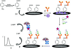 Graphical abstract: Electrochemical immunosensor for sensitive determination of the anorexigen peptide YY at grafted reduced graphene oxide electrode platforms