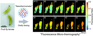 Graphical abstract: Micro-thermography in millimeter-scale animals by using orally-dosed fluorescent nanoparticle thermosensors