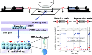 Graphical abstract: Efficient detection of Escherichia coli O157:H7 using a reusable microfluidic chip embedded with antimicrobial peptide-labeled beads