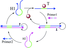 Graphical abstract: Detection of thrombin based on aptamer isothermal exponential signal amplification technique