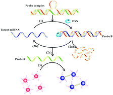 Graphical abstract: Colorimetric detection of sequence-specific microRNA based on duplex-specific nuclease-assisted nanoparticle amplification