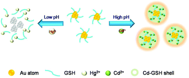 Graphical abstract: Toward selective, sensitive, and discriminative detection of Hg2+ and Cd2+via pH-modulated surface chemistry of glutathione-capped gold nanoclusters