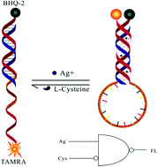 Graphical abstract: Triplex DNA logic gate based upon switching on/off their structure by Ag+/cysteine