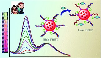 Graphical abstract: A FRET-based ratiometric fluorescent aptasensor for rapid and onsite visual detection of ochratoxin A