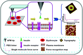 Graphical abstract: In situ single molecule detection of insulin receptors on erythrocytes from a type 1 diabetes ketoacidosis patient by atomic force microscopy
