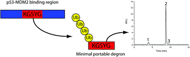 Graphical abstract: Identification of a p53-based portable degron based on the MDM2-p53 binding region