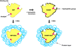 Graphical abstract: Restricted access molecularly imprinted polymers obtained by bovine serum albumin and/or hydrophilic monomers’ external layers: a comparison related to physical and chemical properties