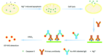Graphical abstract: Application of inductively coupled plasma mass spectrometry in the study of apoptosis: determination of caspase-3 using a gold nanoparticle tag