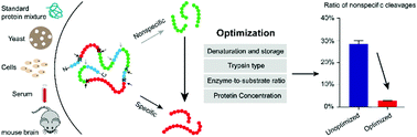 Graphical abstract: Controlling nonspecific trypsin cleavages in LC-MS/MS-based shotgun proteomics using optimized experimental conditions