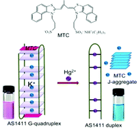 Graphical abstract: Visual detection of mercury(ii) based on recognition of the G-quadruplex conformational transition by a cyanine dye supramolecule