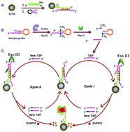 Graphical abstract: Magnetic nanoparticles-cooperated fluorescence sensor for sensitive and accurate detection of DNA methyltransferase activity coupled with exonuclease III-assisted target recycling