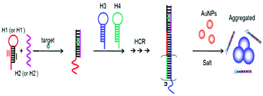 Graphical abstract: An enzyme-free colorimetric assay using hybridization chain reaction amplification and split aptamers