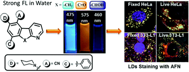 Graphical abstract: A new type of biocompatible fluorescent probe AFN for fixed and live cell imaging of intracellular lipid droplets