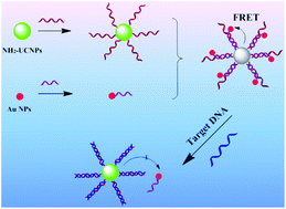 Graphical abstract: An upconversion fluorescent resonant energy transfer biosensor for hepatitis B virus (HBV) DNA hybridization detection