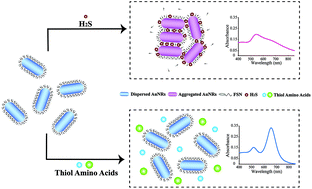 Graphical abstract: Colorimetric detection of biological hydrogen sulfide using fluorosurfactant functionalized gold nanorods
