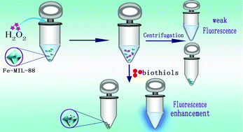 Graphical abstract: A sensitive and selective sensor for biothiols based on the turn-on fluorescence of the Fe-MIL-88 metal–organic frameworks–hydrogen peroxide system