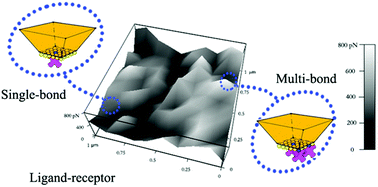 Graphical abstract: Analysis of affinities between specific biological ligands using atomic force microscopy