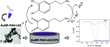 Graphical abstract: A biosensor based on gold nanoparticles stabilized in poly(allylamine hydrochloride) and decorated with laccase for determination of dopamine