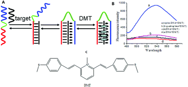 Graphical abstract: A novel fluorescent reagent for recognition of triplex DNA with high specificity and selectivity